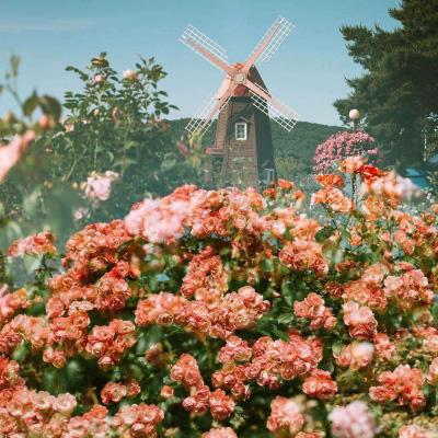 盈彩网手机app下载