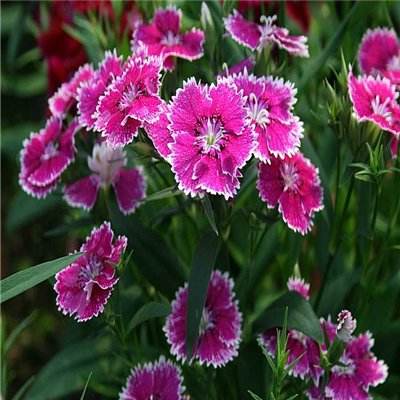 一分三快appapp下载